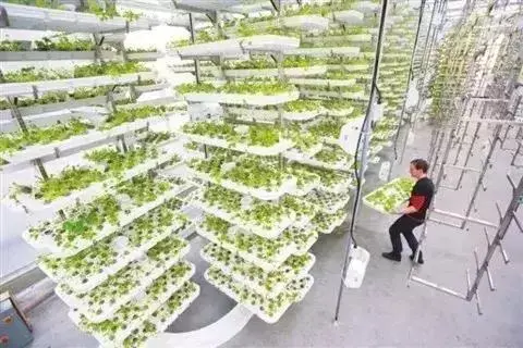 垂直農業又破紀錄！新一輪農業變革強勢來襲