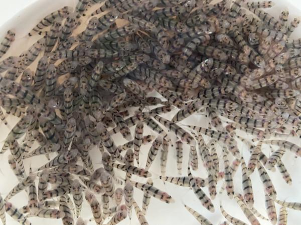 有條小魚,正從大別山“遊”向長三角…… 有條小魚,正從大別山“遊”向長三角……