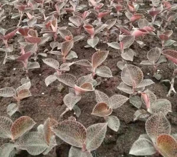 “想發財,種藥材”分享幾個高收益藥材種植專案,建議收藏 “想發財,種藥材”分享幾個高收益藥材種植專案,建議收藏