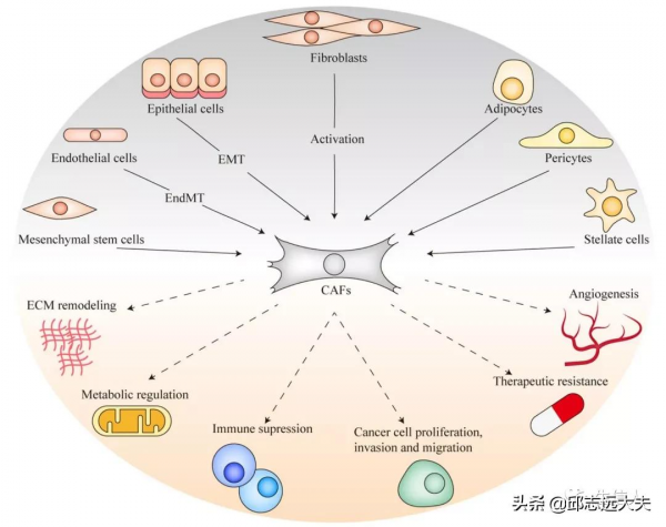 新年的第一個思路，從腫瘤相關成纖維細胞開始