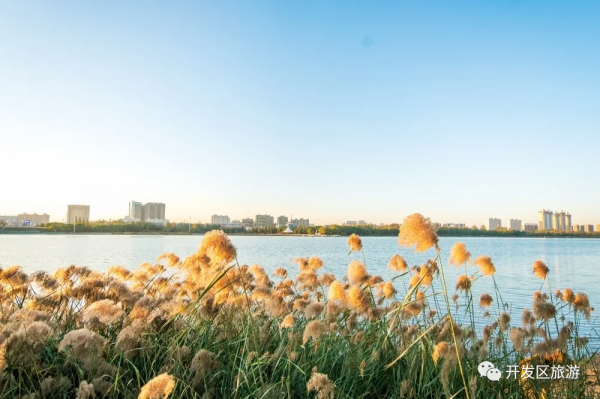 落葉知晚秋 開發區美景入眼簾