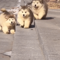 現在為什麼阿拉斯加犬沒人養了,這幾點都足夠讓你怕了 現在為什麼阿拉斯加犬沒人養了,這幾點都足夠讓你怕了