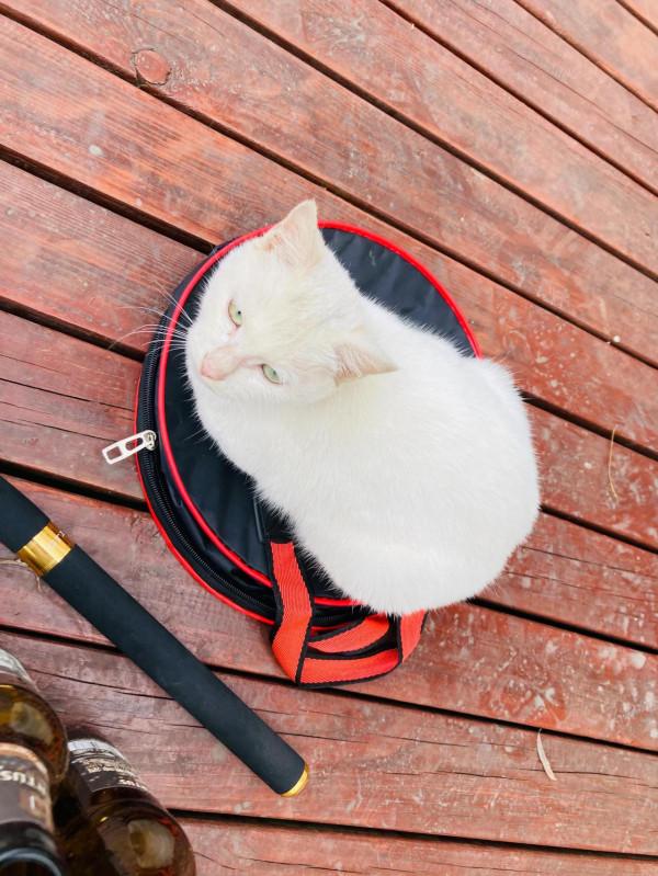 與貓結緣了 與貓結緣了