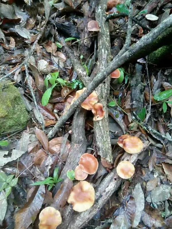 雲南小蘑菇的心酸，你知多少？