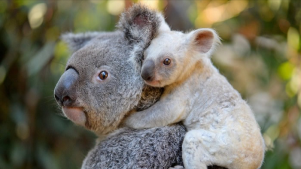 澳大利亞山羊也能氾濫,破壞生態讓人無可奈何,為何不用吃來解決 澳大利亞山羊也能氾濫,破壞生態讓人無可奈何,為何不用吃來解決