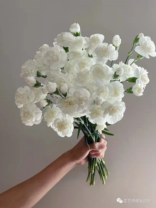 每日一花 | 茉莉多丁，明明是康乃馨，卻開成茉莉花~vol.28