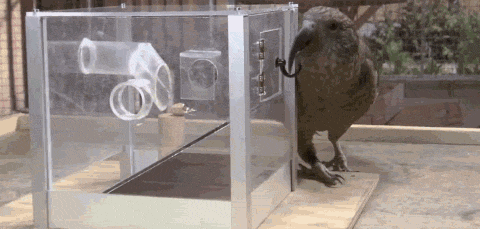 惹惱牧民的大鸚鵡：啄羊鸚鵡是如何從高山精靈，淪為啄羊惡棍的？