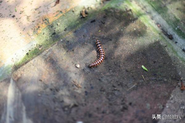 趕盡殺絕,花園裡最痛恨的蟲子 | 園丁 趕盡殺絕,花園裡最痛恨的蟲子 | 園丁