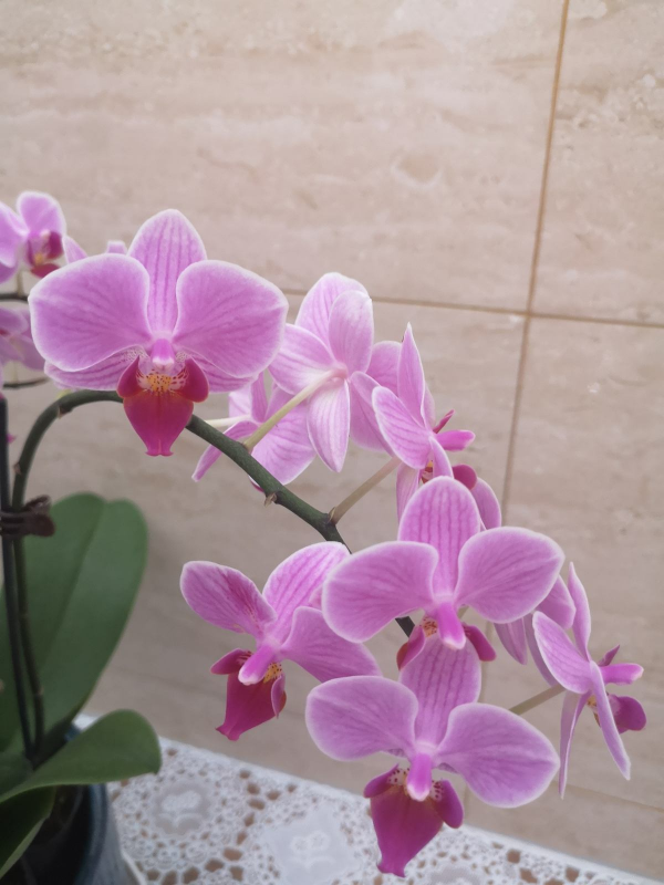 4種花是冬日裡的“開花機器”，花紅得像火，還有吉祥好兆頭