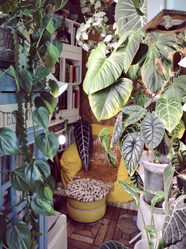 沒有花園怎麼種花？從東北到廣東，4位大神在室內種出植物園