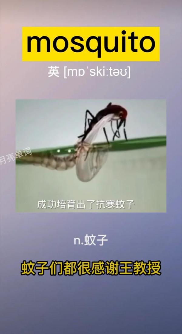 生物學家培育出抗寒蚊子 網友：把王教授跟蚊子關一塊