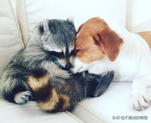 樹上掉下浣熊寶寶,她接納小生命成為家人,見證了一段奇妙的友誼 樹上掉下浣熊寶寶,她接納小生命成為家人,見證了一段奇妙的友誼