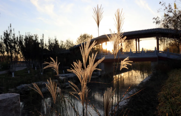 秋染副中心① | 漫步賞秋，張家灣公園內，秋色也能勝春朝！