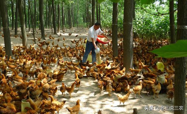 老鼠一夜咬死85只小雞，雞場老闆用這三招，老鼠永遠不再來，厲害