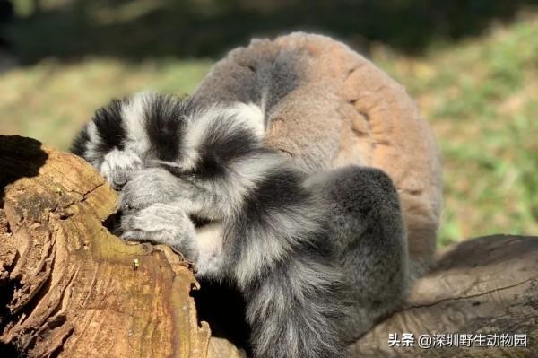 如果睡覺也能排名,我肯定是第一 如果睡覺也能排名,我肯定是第一