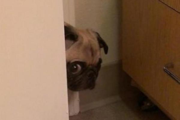 因搞破壞被抓時的狗狗,它的表情我能笑一天 因搞破壞被抓時的狗狗,它的表情我能笑一天