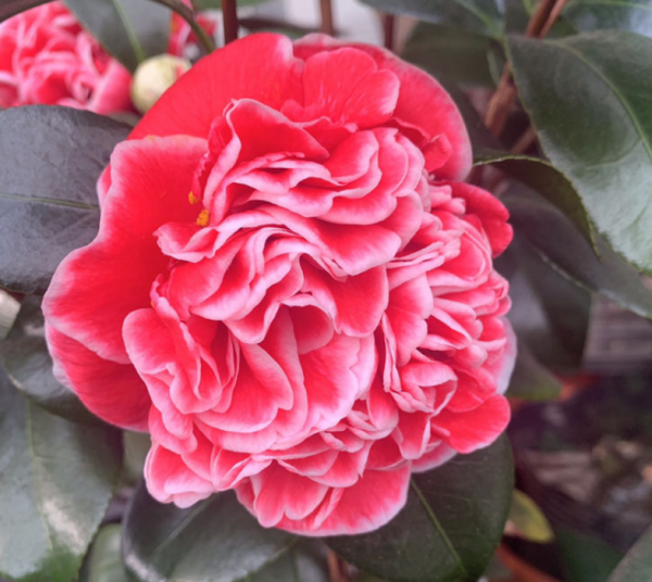 5種花味道香噴噴,屋子裡像噴了香水,越冷越好聞 5種花味道香噴噴,屋子裡像噴了香水,越冷越好聞