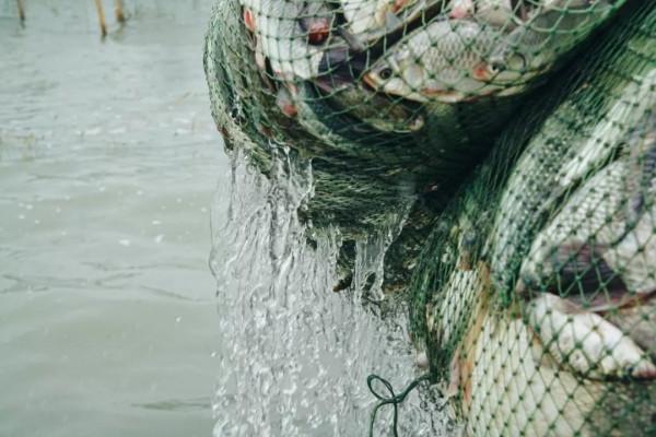 全國秋天神仙菜市場大賞 全國秋天神仙菜市場大賞