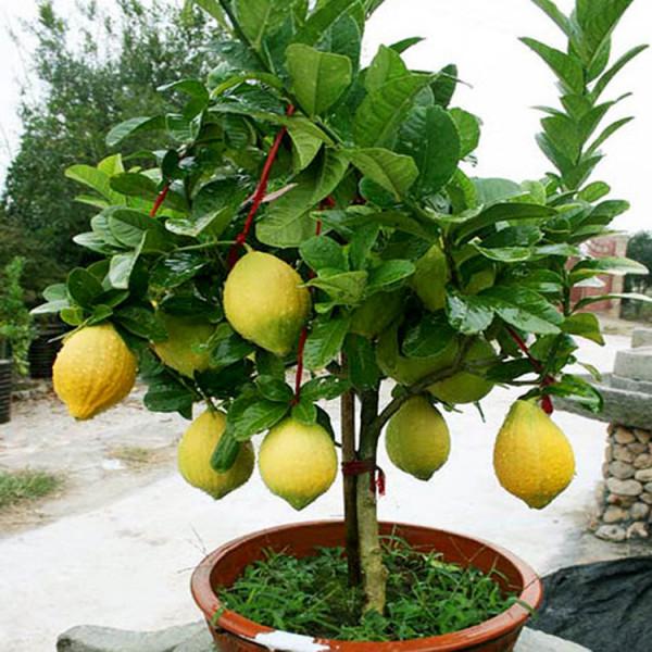 8種花“作用大”,香氣滿屋能泡茶,你養著花漂亮,花養著你健康 8種花“作用大”,香氣滿屋能泡茶,你養著花漂亮,花養著你健康