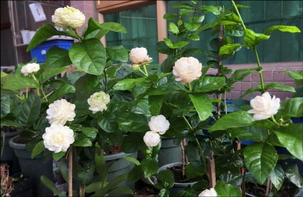 天冷後,9種花要“少水、斷糧”,不然難過冬 天冷後,9種花要“少水、斷糧”,不然難過冬