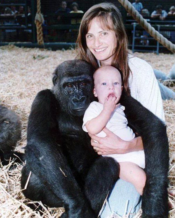 1988年,日本黑猩猩傷害主人事件 1988年,日本黑猩猩傷害主人事件