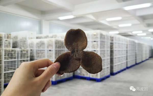 陳皮圈｜幹倉慢陳的新會陳皮