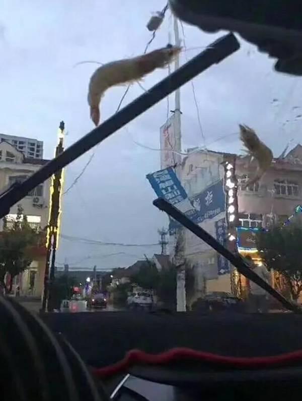 美國德州暴雨後，天上突然下起了魚雨，這種異象為何會發生？