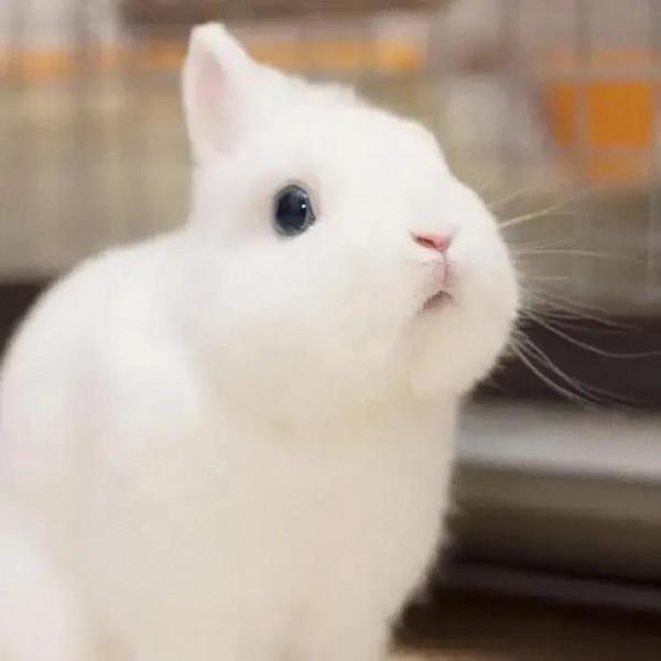 軟糯可愛的小兔兔，毛絨絨治癒力超強