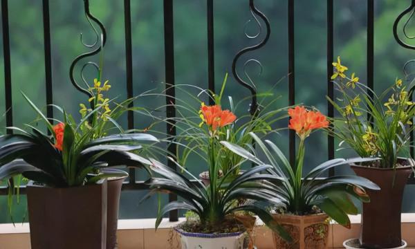 適合家裡養的“健康花”，乾淨健康，還吉祥，格調高雅有品味