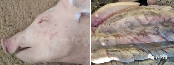 大腸桿菌的2種病理與防控,養豬人如何學會鑑別?1/2 大腸桿菌的2種病理與防控,養豬人如何學會鑑別?1/2