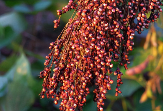 只有茅臺酒值得收藏？這四款酒也是很好的收藏品，一起來看看