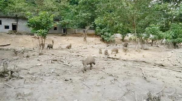 退伍老兵“騙”妻子1000萬,進深山與豬“作伴”,1年狂賺800萬 退伍老兵“騙”妻子1000萬,進深山與豬“作伴”,1年狂賺800萬