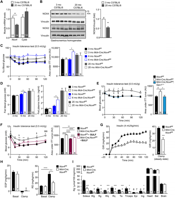 「Science子刊」別躺平了!科學家們發現運動如何改善我們健康的一種關鍵酶NOX4 「Science子刊」別躺平了!科學家們發現運動如何改善我們健康的一種關鍵酶NOX4