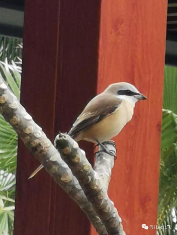 牆是人的邊界，與鳥何干