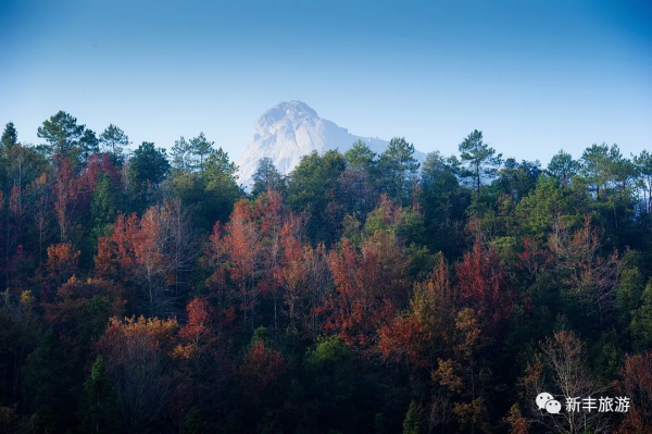 楓林似火、紅葉如霞，是新豐邀你來賞楓的專屬訊號