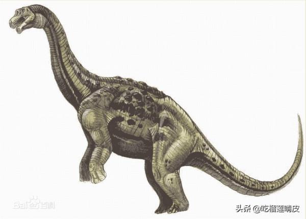中文學名風神龍拉丁學名Aeolosaurus