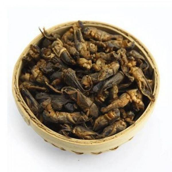 農村常見的螻蛄，被人們稱為“土狗子”，網友想知道它能吃嗎？