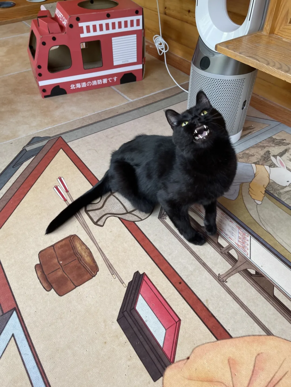 逗貓棒?都快把貓玩成花啦 逗貓棒?都快把貓玩成花啦