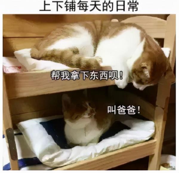 扎心了！有一種室友叫別人家的室友