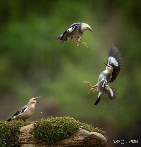 一大波歡樂來襲!攝影師抓拍動物的萌趣瞬間 一大波歡樂來襲!攝影師抓拍動物的萌趣瞬間