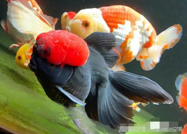 用燒開的水給金魚換水適合嗎？偶爾可以，經常用肯定有弊端