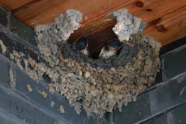 在農村，為什麼有的人家有燕子有的人家卻沒有？主要有兩個原因