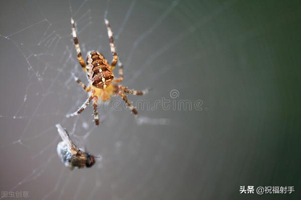 毒蜘蛛-五毒之——蜘蛛毒液,你應該瞭解的毒性知識(一)習性篇 毒蜘蛛-五毒之——蜘蛛毒液,你應該瞭解的毒性知識(一)習性篇