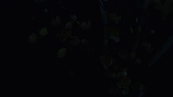 傲雷指揮家3龍鳳限量版,醉人國風美豔絕倫 傲雷指揮家3龍鳳限量版,醉人國風美豔絕倫