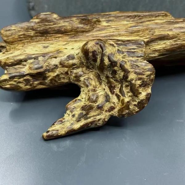 越南蜜香鐵結樹心