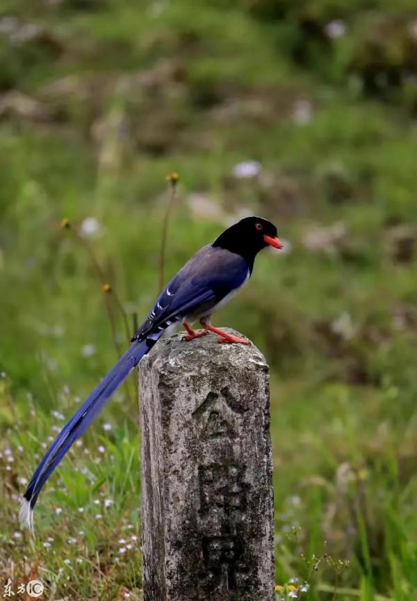 分享圖片&mdash;&mdash;喜鵲報喜鳥，喜事來咱家