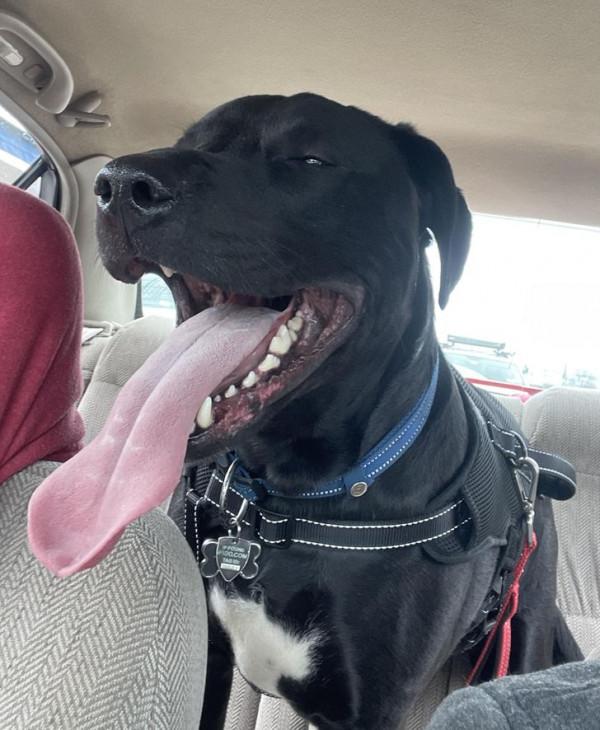 15種以上的動物擁有獨一無二的外觀,讓您的褲子魅力不減 15種以上的動物擁有獨一無二的外觀,讓您的褲子魅力不減