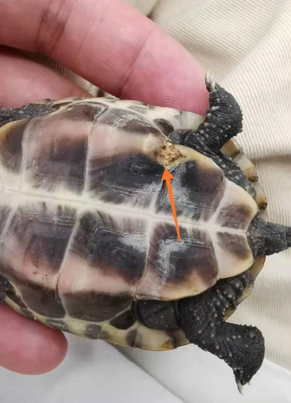 烏龜腐甲怎麼辦，如何判斷是否腐甲（2）