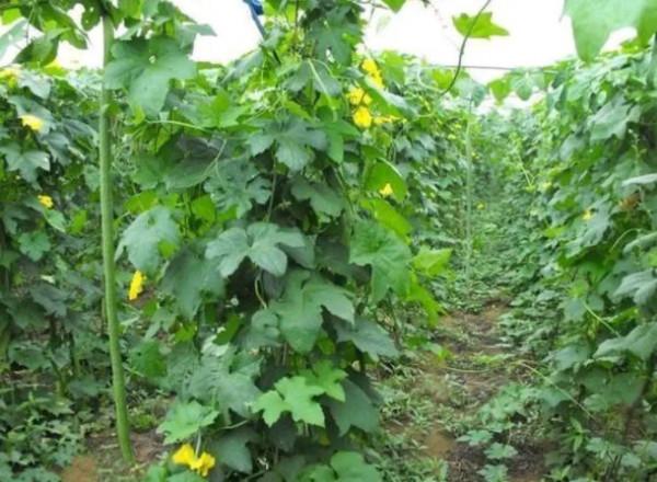 都知道絲瓜美味可口！可有多少人知道它的葉子作用也不小