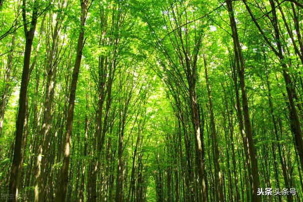 小學寫景作文如此寫一點兒也不枯燥 小學寫景作文如此寫一點兒也不枯燥